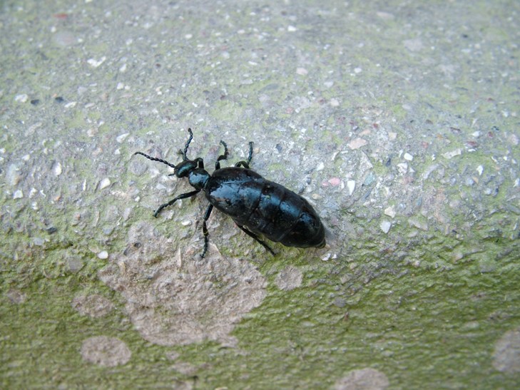 Meloe violaceus del Bresciano